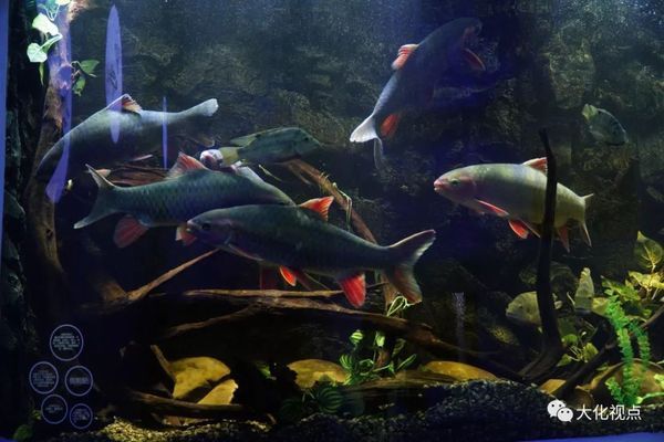 在水族館工作什么學(xué)歷（上海海洋水族館企劃崗位要求解析水族館企劃崗位要求解析）