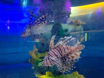 適合水族館的文案（海洋生物多樣性介紹） 水族館百科（水族館加盟） 第4張