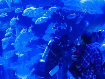 水族館誰負(fù)責(zé)（水族館的負(fù)責(zé)人職責(zé)和相關(guān)信息） 水族館百科（水族館加盟） 第5張