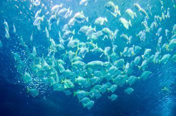 水族館在什么地方好（上海海洋奇夢館互動(dòng)項(xiàng)目東京墨田水族館鯨鯊觀賞介紹）