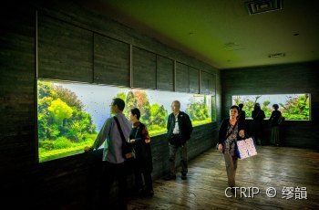 水族館在什么地方好（上海海洋奇夢館互動(dòng)項(xiàng)目東京墨田水族館鯨鯊觀賞介紹） 水族館百科（水族館加盟） 第4張