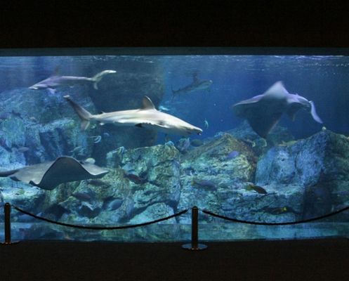 投資水族館賺錢嗎現(xiàn)在怎么樣（投資水族館的主要盈利模式）