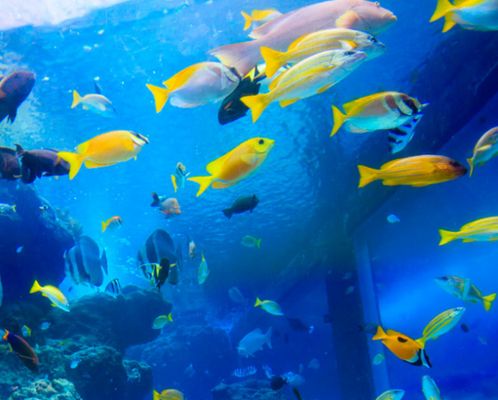 投資水族館賺錢嗎現(xiàn)在怎么樣（投資水族館的主要盈利模式）