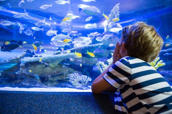 水族館加盟店賺錢嗎知乎怎么樣啊（水族館加盟店的盈利能力）