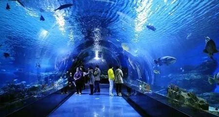 水族館免費開放（徐州市水族展覽館2023年11月13日至17日免費開放） 水族館百科（水族館加盟） 第5張