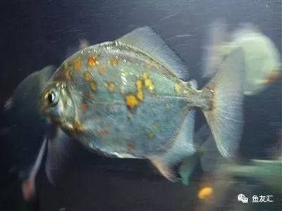 水族館一般賣什么東西（水族館一般會出售觀賞魚、魚缸及水族箱、魚糧和魚糧和魚糧和魚藥）