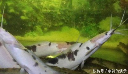 黃金貓魚活餌保存方法（關(guān)于黃金貓魚活餌保存方法的探究） 黃金貓魚百科 第5張