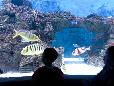 水族館里的魚有哪些（關于水族館里的魚類介紹） 水族館百科（水族館加盟） 第5張