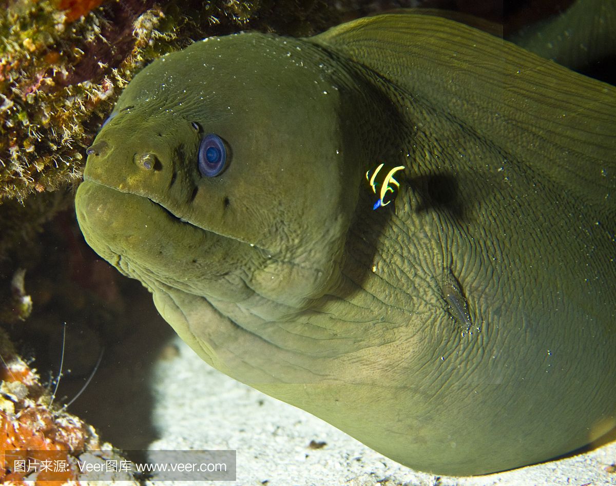 黃金貓魚繁殖氧氣供應(yīng)技巧（繁殖黃金貓魚的氧氣供應(yīng)技巧） 黃金貓魚百科 第5張