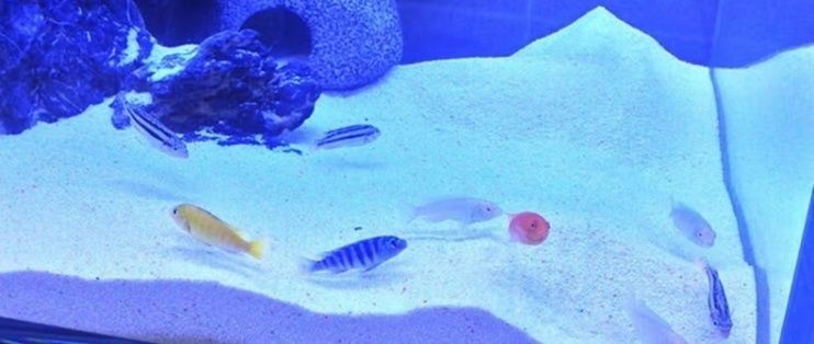 開一家水族館需要準(zhǔn)備什么東西呢（開一家水族館水箱尺寸選擇指南水族館水箱尺寸選擇指南）