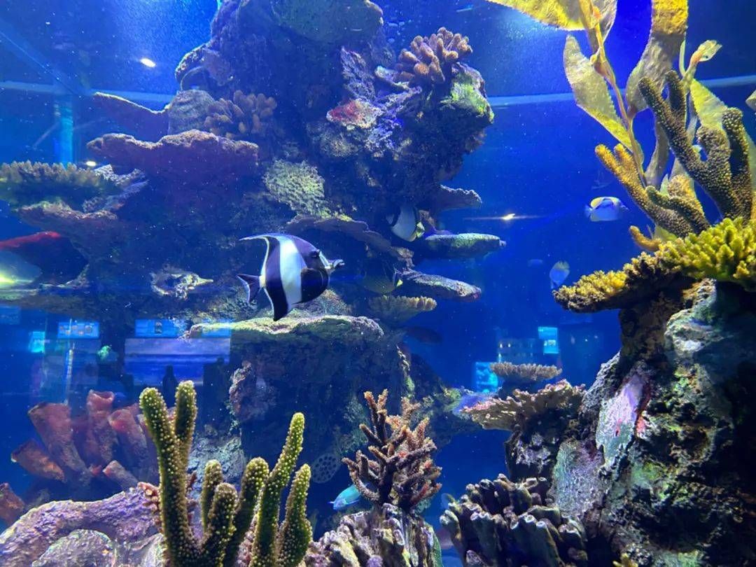 水族館起名字取名怎么?。ㄋ屦^起名字取名） 水族館百科（水族館加盟） 第5張