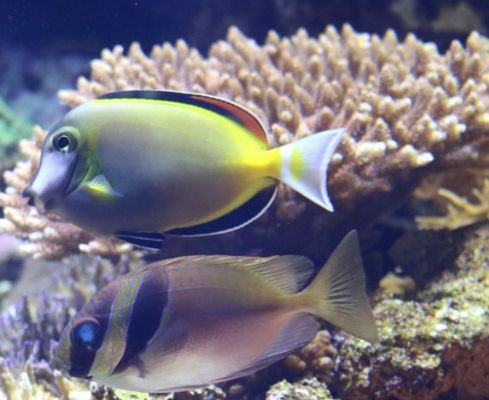 開個水族館的艱難之旅（山東魚藝在其開設(shè)水族館之前需要進(jìn)行充分的準(zhǔn)備工作）