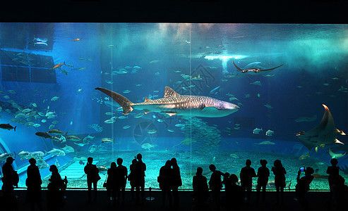 水族館裝修風(fēng)格圖片（水族館裝修風(fēng)格圖片展示） 水族館百科（水族館加盟） 第1張