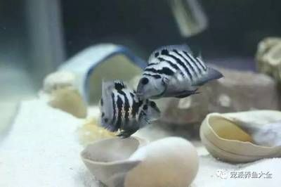 冬天金龍魚水溫多少合適釣魚（冬天釣魚時，金龍魚的水溫多少合適釣魚，冬天釣魚時如何調整） 水族問答 第2張