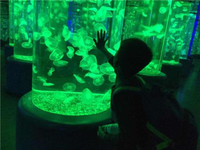 水族館是什么行業(yè)（水族館行業(yè)市場規(guī)模分析） 水族館百科（水族館加盟） 第5張