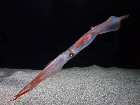 水族館里100種動物名稱是什么（水族館100種動物的名稱及其分類）