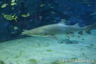 水族館里100種動物名稱是什么（水族館100種動物的名稱及其分類） 水族館百科（水族館加盟） 第5張