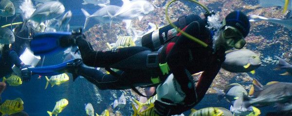 水族館里100種動物名稱是什么（水族館100種動物的名稱及其分類） 水族館百科（水族館加盟） 第4張