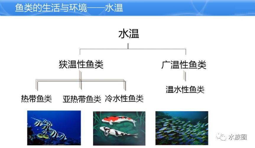 水族館魚類介紹大全視頻講解（“水族館魚類介紹大全視頻講解詳情”視頻講解詳情） 水族館百科（水族館加盟） 第5張