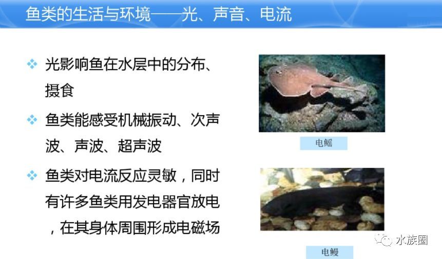 水族館魚類介紹大全視頻講解（“水族館魚類介紹大全視頻講解詳情”視頻講解詳情） 水族館百科（水族館加盟） 第4張