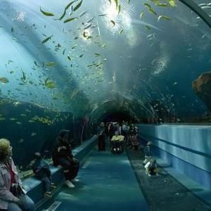 水族館生意怎么樣啊知乎（2021-2027年中國水族館行業(yè)前景展望） 水族館百科（水族館加盟） 第1張