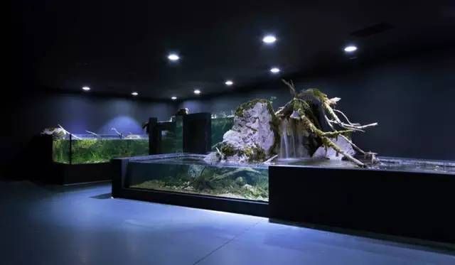 水族館是干什么的地方（世界著名水族館特色介紹）