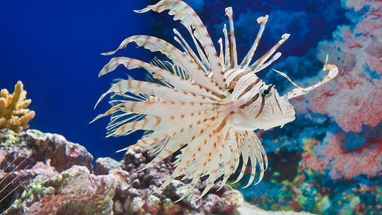 開一家水族館能掙錢嗎多少錢?。ㄩ_一家水族館是否能掙錢，以及能賺多少錢，取決于多個因素）