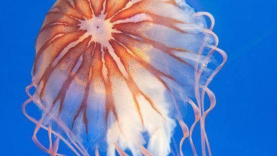 開一家水族館能掙錢嗎多少錢?。ㄩ_一家水族館是否能掙錢，以及能賺多少錢，取決于多個因素）