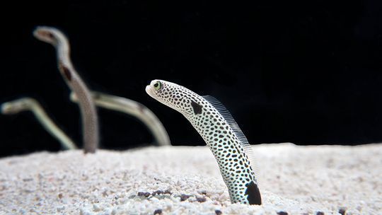 開一家水族館能掙錢嗎多少錢?。ㄩ_一家水族館是否能掙錢，以及能賺多少錢，取決于多個因素） 水族館百科（水族館加盟） 第5張