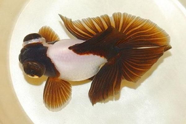 各種龍魚圖片大全大圖視頻（如何挑選和飼養(yǎng)龍魚） 水族問答