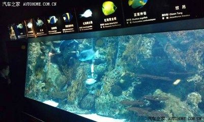 水族館背后的秘密（《詭異水族館》） 水族館百科（水族館加盟） 第4張