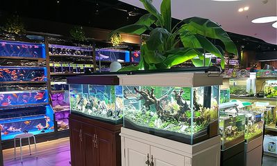 開一個水族館掙錢嗎多少錢啊知乎（中小型水族館投資） 水族館百科（水族館加盟） 第5張