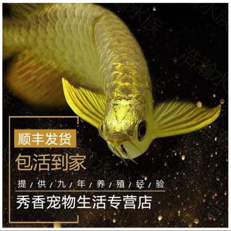 哪里能買到金龍魚魚苗（金龍魚魚苗養(yǎng)殖技術分享，） 龍魚百科 第4張