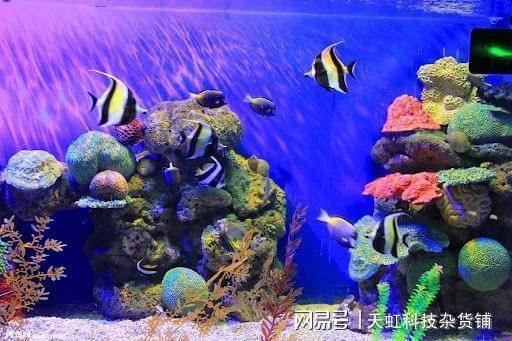 水族館內(nèi)巖石造景建議（水族箱巖石造景案例分享：水族箱巖石造景風(fēng)水講究） 水族館百科（水族館加盟） 第2張