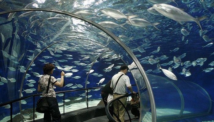 有名的水族館有哪些（世界著名的水族館） 水族館百科（水族館加盟） 第1張