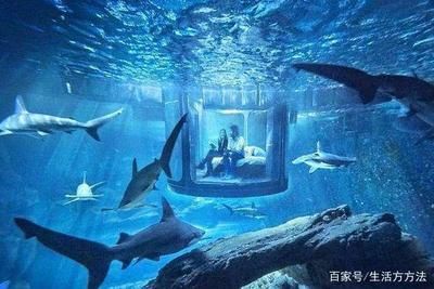 開家水族館掙錢嗎（開一家水族館是否掙錢） 水族館百科（水族館加盟） 第1張