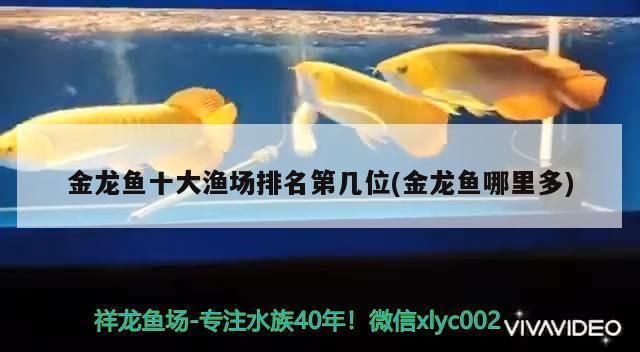 金龍魚漁場排名前十（金龍魚漁場排名） 龍魚百科 第3張