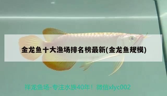 金龍魚漁場排名前十（金龍魚漁場排名） 龍魚百科 第4張