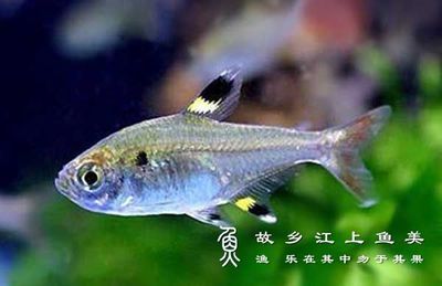 銀龍魚缸里可以放什么（銀龍魚缸里可以放些什么植物） 水族問(wèn)答 第2張