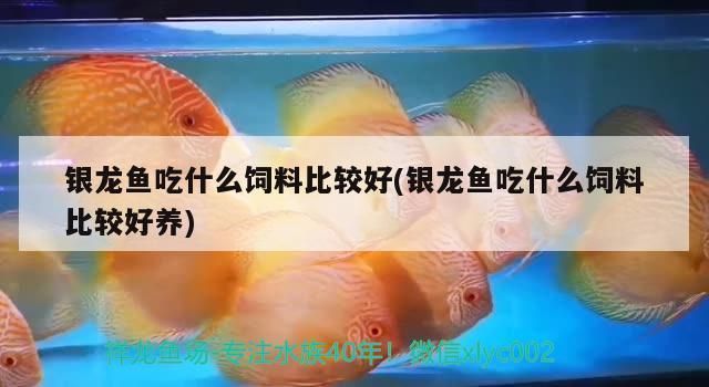 60cm魚(yú)缸可以養(yǎng)銀龍魚(yú)嗎（銀龍魚(yú)養(yǎng)殖條件需滿足一定長(zhǎng)度的魚(yú)缸和足夠的空間以維持其健康） 水族問(wèn)答 第1張