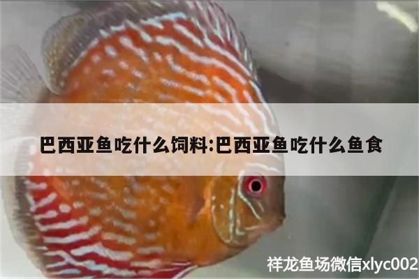 跟龍魚混養(yǎng)的魚（龍魚與其他魚類混養(yǎng)的可行性與注意事項） 水族問答 第1張