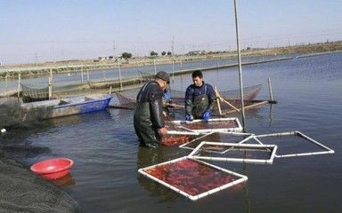 金龍魚股票股吧東方財(cái)富（在東方財(cái)富股吧上，哪些投資者對金龍魚股票的投資策略提出了建議？） 水族問答 第2張