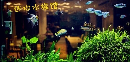 水族館招工（關(guān)于水族館招工的詳細(xì)信息） 水族館百科（水族館加盟） 第4張