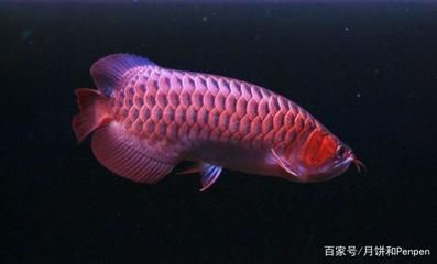 龍魚適合喂什么（龍魚的飲食應(yīng)多樣化，） 龍魚百科 第5張