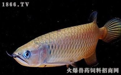 龍魚配對(duì)成功了以后還打架嗎（龍魚配對(duì)成功后還會(huì)打架嗎） 龍魚百科 第4張