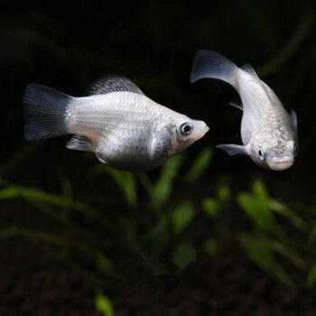 水族館都是賣什么的（水族館的銷售內(nèi)容豐富多樣） 水族館百科（水族館加盟） 第4張