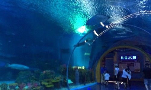 水族館服務(wù)員累嗎（水族館服務(wù)員的職業(yè)晉升路徑）