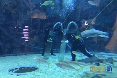 水族館服務(wù)員累嗎（水族館服務(wù)員的職業(yè)晉升路徑）