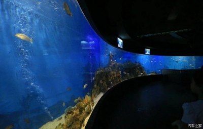 開水族館需要多少錢費(fèi)用（開一個(gè)水族館需要多少費(fèi)用）