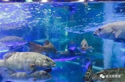 開水族館需要多少錢費(fèi)用（開一個(gè)水族館需要多少費(fèi)用） 水族館百科（水族館加盟） 第4張